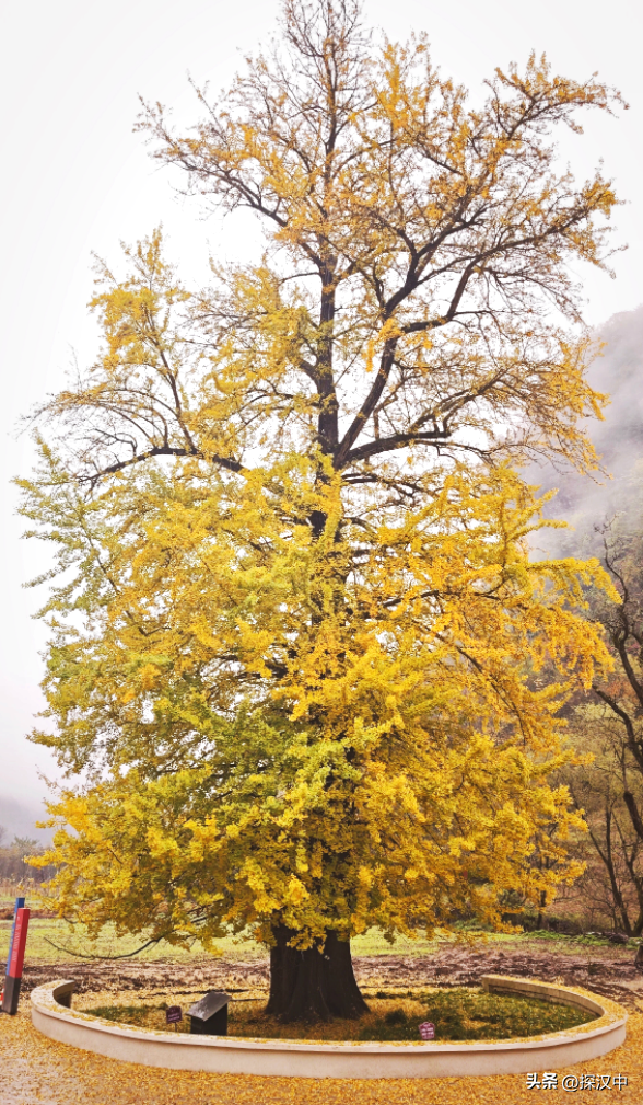 冬启秋未远！草川子的秋景仍在等你
