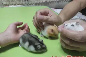 被仓鼠咬伤该不该打疫苗？医生提醒→图片