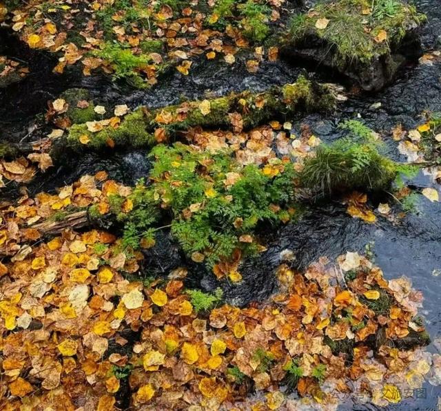 【“双线”开通 畅游安图】东北隐藏的“枫景天花板”，漫山层林染金红，国庆自驾首选地！