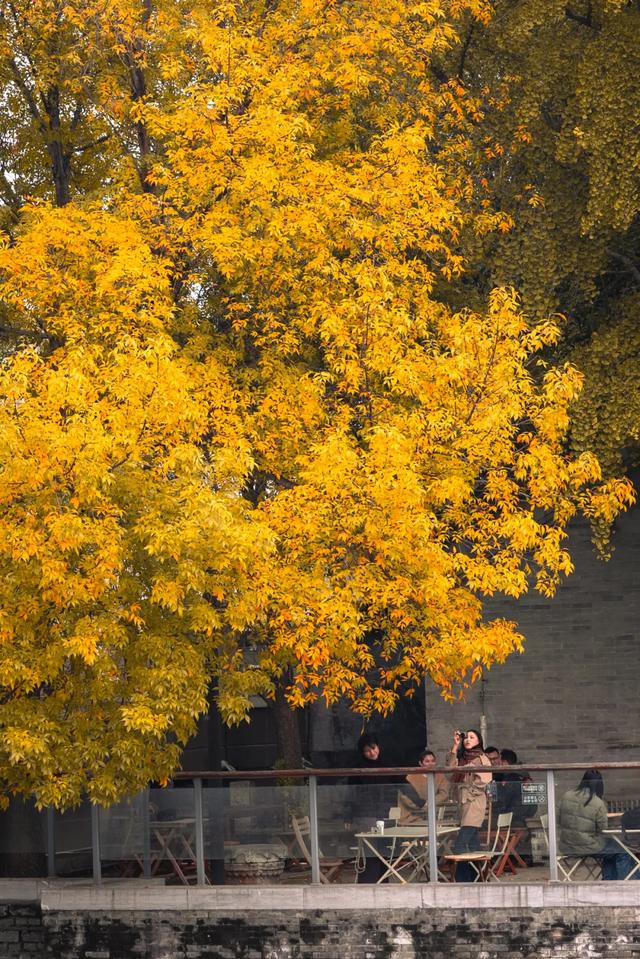 你会怀念这个秋天吗？