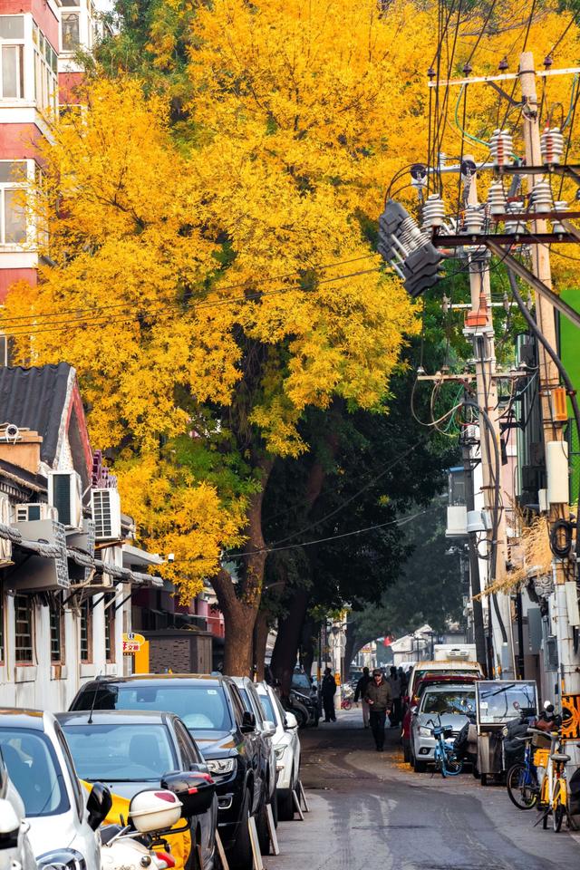 秋天来北京一定要去的胡同！东四十二条，如同金色的海洋