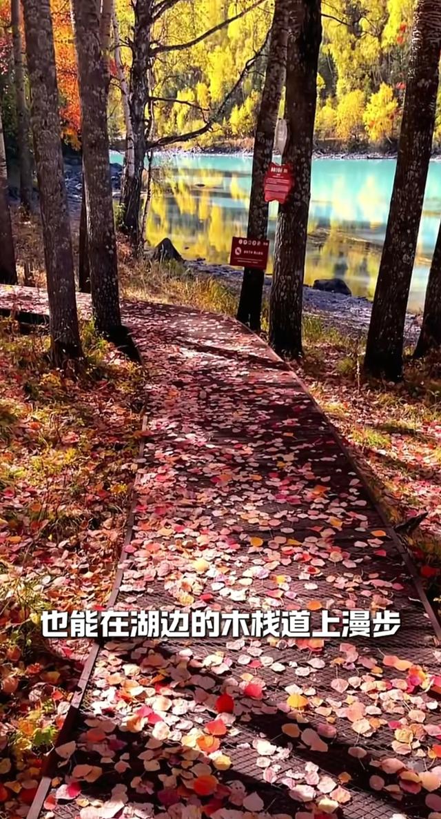 喀纳斯才是秋景顶配！入秋过后的这里，藏着全年最浓的色彩暴击