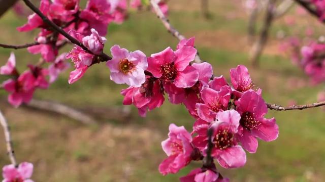 藏不住了！广饶百亩桃园盛放，春日氛围拉满！