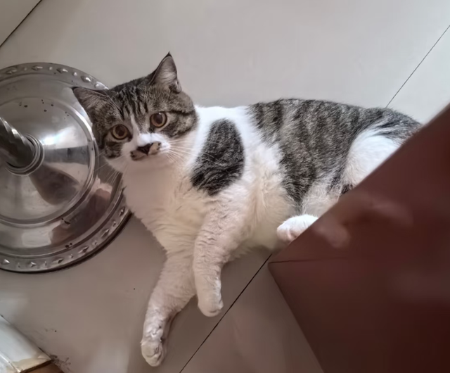 小姐姐每次加班后都在猫跟前骂老板，结果…猫第一次见老板就哈气