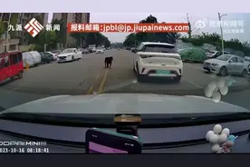 最新进展：涉事黑狗已找到，女童仍昏迷！专家发声→图片