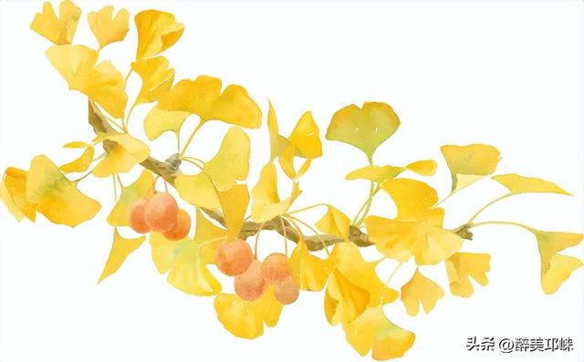 临邛古城银杏季，从浅黄到满树的鎏金，阳光温柔绵长