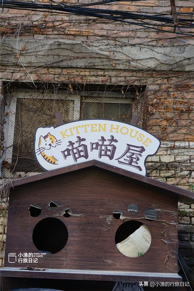 西安城墙下有条“喵喵巷”，到处都是猫咪，超适合拍照！