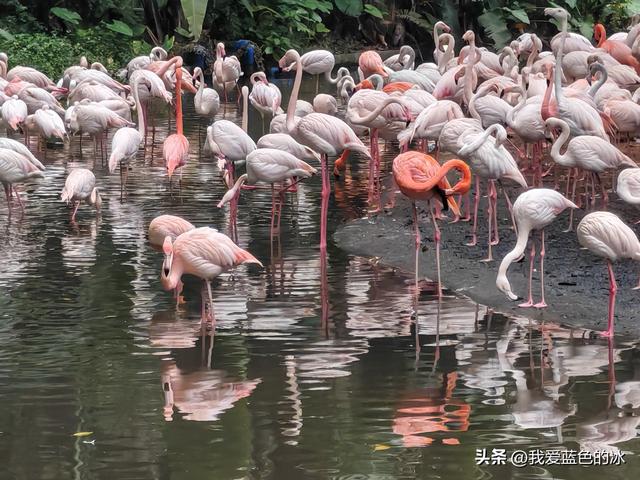 参观广州长隆野生动物园，全程感觉眼累手累腿不累