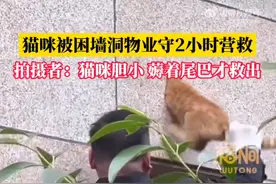 猫咪被困墙洞物业守2小时营救，拍摄者：猫咪胆小，薅着尾巴才救出图片
