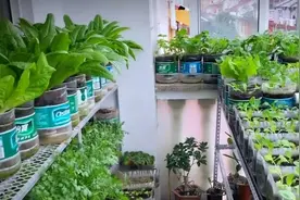 90后小姐姐，用100多个瓶子种菜，好看！网友：养花的尽头是种菜图片