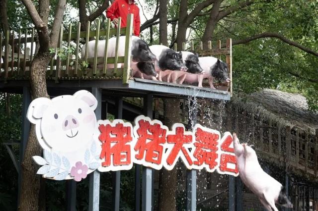 这样的张家港,我“All in”了!