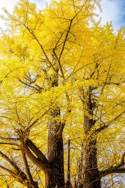 宜春人私藏的赏秋地图，这4个宝藏地，让摄影师都走不动路！