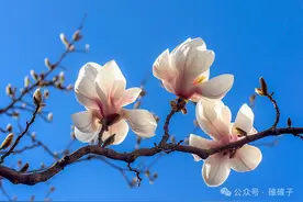 “门外有3树财富挡不住”这3种吉祥树家里种1棵，子子孙孙有富路图片