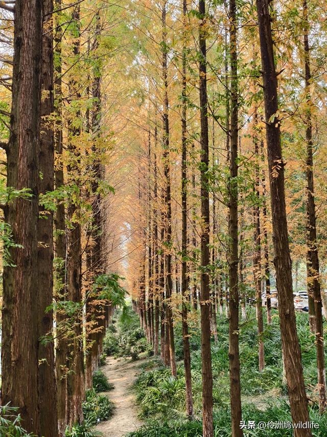 成都徒步（71）·昭觉寺银杏&升仙湖水杉
