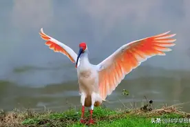 中国10种“一级国宝”鸟类，伤害一只牢底坐穿，你都认识哪几种？图片