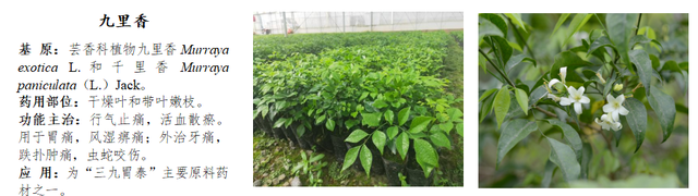 前锋三九银田南药园正式上线“乐游广东”文旅地图！