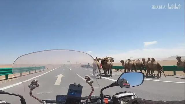 摩旅青海被牧民打头后续！7峰骆驼丢失，当地人发声 骑手有错在先