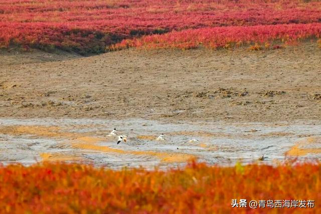 实拍大片！西海岸这片红海滩太红红红红了