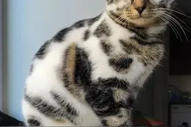 小哥捡了一只流浪猫，竟是全世界独有的大理石花纹猫…也太哇塞了图片