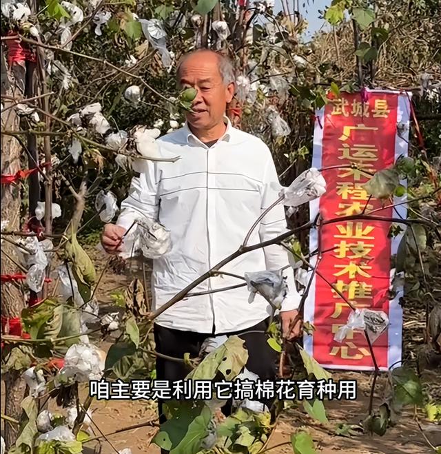 农民又立大功！德州62岁农民种出4.26米高的，1棵结136个