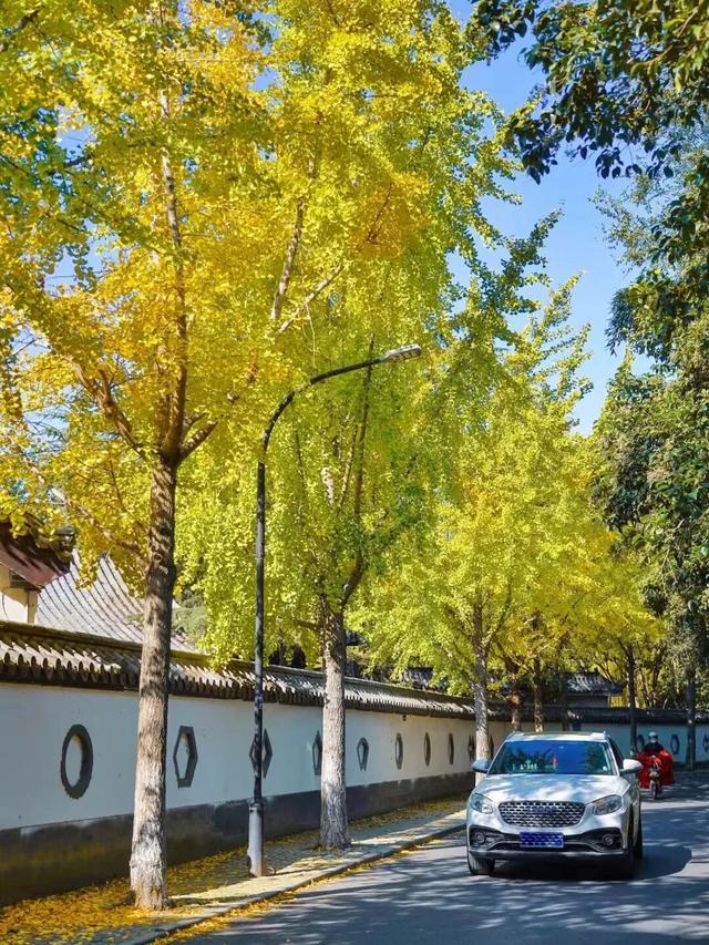 临沂人秋日里心心念念的风景已经来了，快看看吧