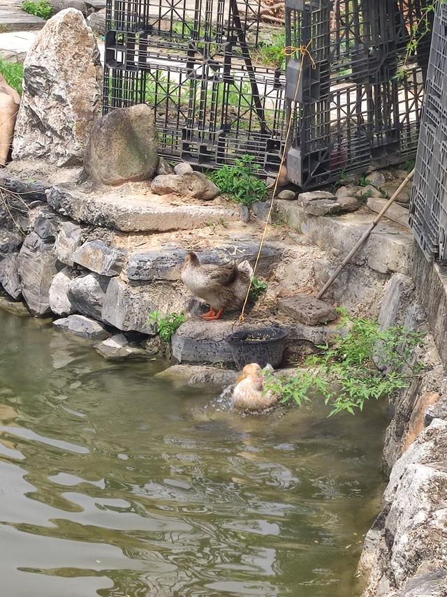 一个河南人的皖南印象：这里的山水，比老家的麦田还绿