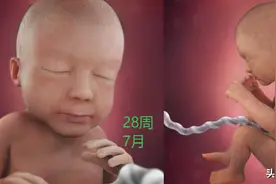 胎儿“七活八不活”的说法有依据吗？不应该月份越大越容易存活吗图片