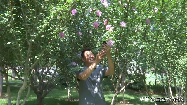 早上去儿童公园了吗?木槿花开,满眼皆夏!