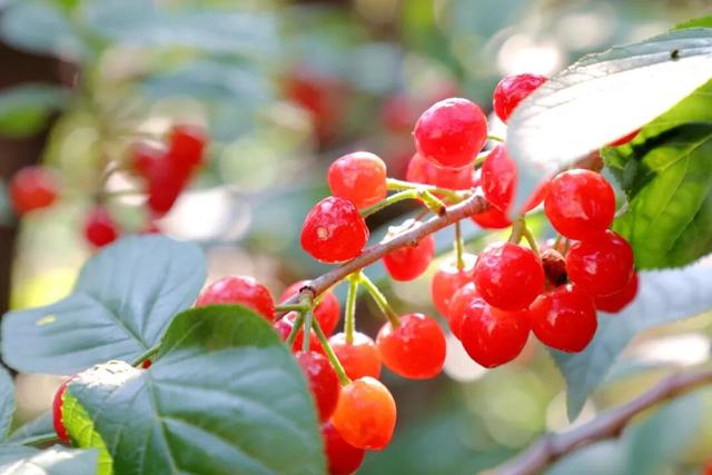 乘着高铁游威海 | 下一站，文登！