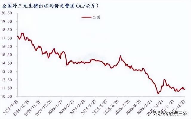【明日猪价】12月25日继续上涨，猪价连续三天反弹，一路小幅走高