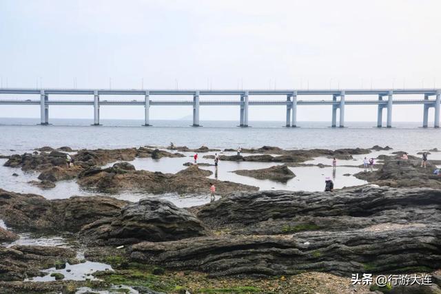 到海边去！大连市区赶海、喂海鸥全攻略