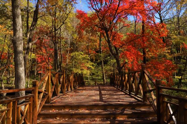 G334秋色正浓,漫红岭的红叶又美到炸裂了!