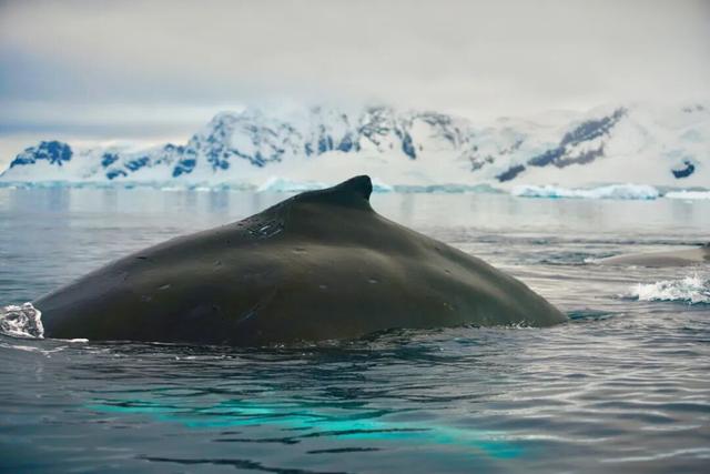 一生一次，2027年出发！41天南极半岛包船登陆，南美4国狂野自驾