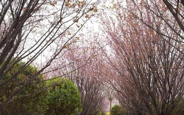 五大点位，廖家镇春日赏花地图来了！