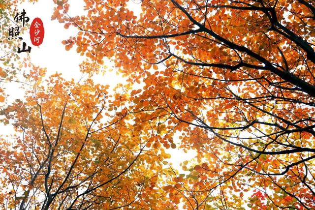 快看佛照山红叶进入最佳观赏期！