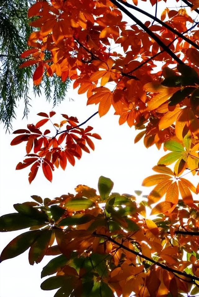 五彩斑斓的白龟湖国家湿地公园