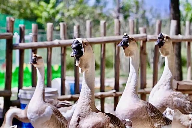 即将进入“高铁时代”的宝藏小城！三十六计，风味人间，爱了爱了……