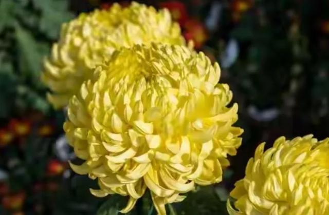 明日重阳节,1不洗、2不送、3不留、4要吃,别犯了忌讳!