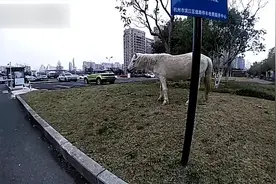 “有马横穿马路去吃草”，杭州交警：马到了马路就归我们管，也得遵守交规图片