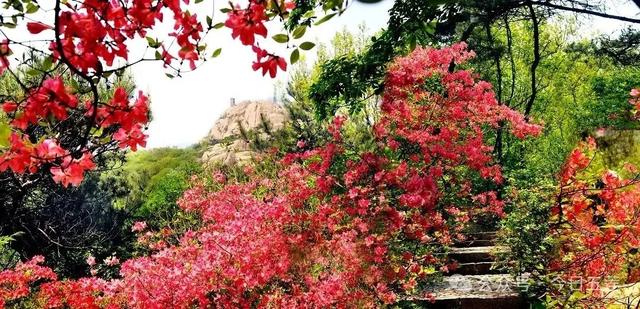 接下来的五莲，是这样的……