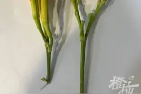 这种象征母爱的“花”，把夫妻二人毒翻！严重者可致死图片