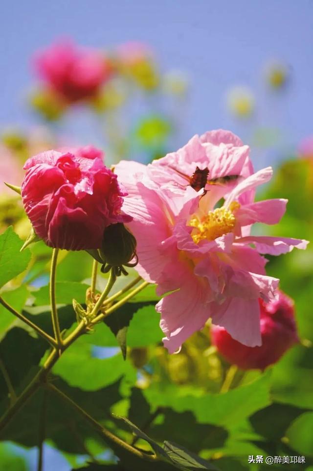 聆听邛崃丨一城芙蓉色，“醉美”是邛崃