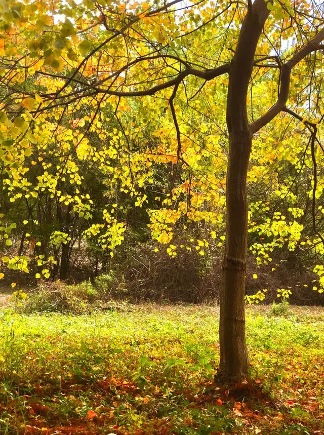 秋色斑斓美如画