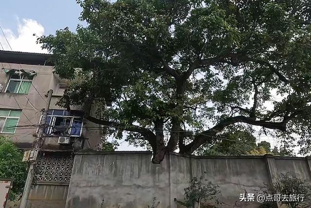 成都被严重低估的古场镇，停留在100年前，地铁公交车直达！