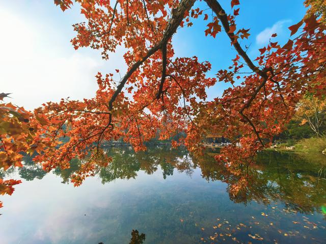 又见天平山：一叶知秋，一枫醉心