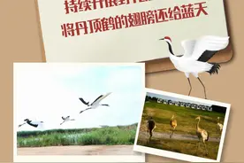 辽宁盘锦：持续开展野化放归工作，将丹顶鹤的翅膀还给蓝天图片