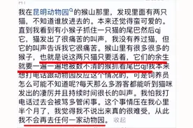 昆明万万没想到，几只猴子和几只猫的纠纷，频频冲上热搜第一名！图片