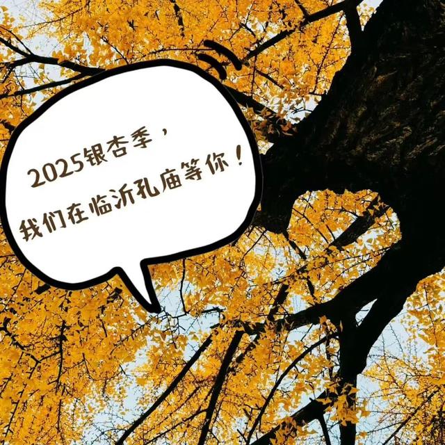 临沂孔庙银杏季打卡攻略！未来一个月这样玩~