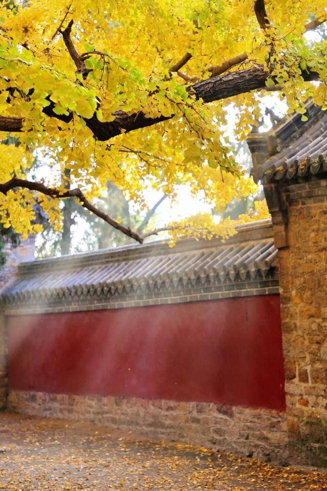 日照这里的千年银杏树，已进入高光时刻~