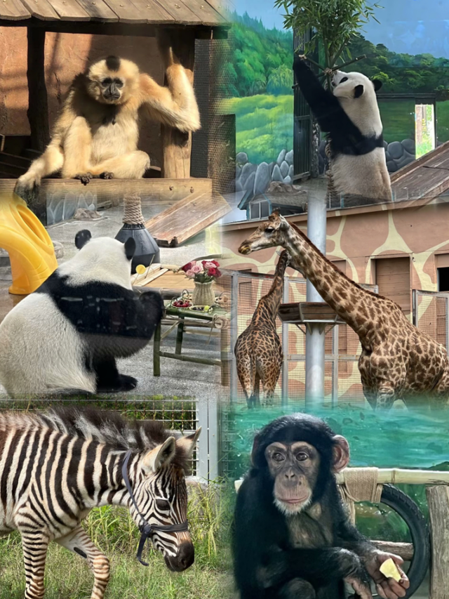 山东有自己的“疯狂动物城”！